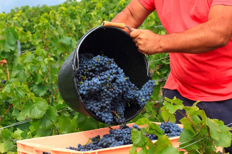 Vendanges-en-Champagne