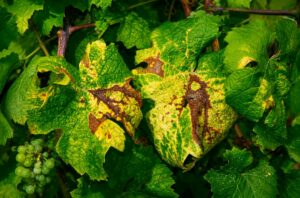 la nouvelle maladie qui touche le vignoble en champagne : la flavescence dorée