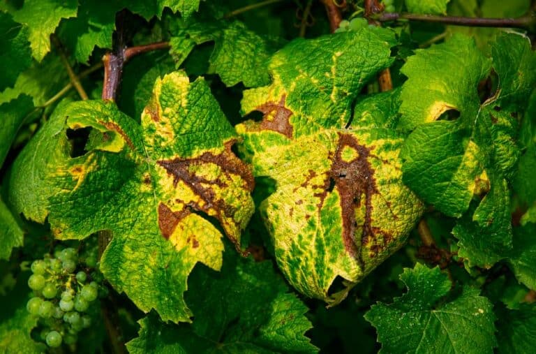la nouvelle maladie qui touche le vignoble en champagne : la flavescence dorée