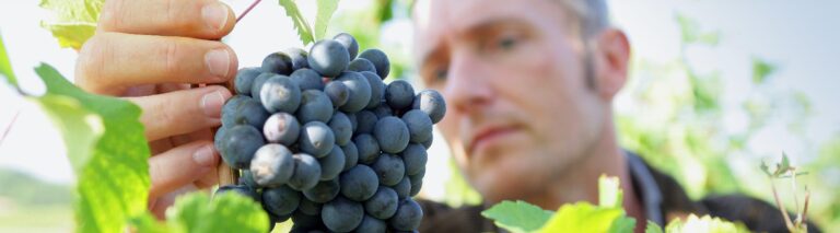 La vendange pour le champagne Delaunois-Chanez